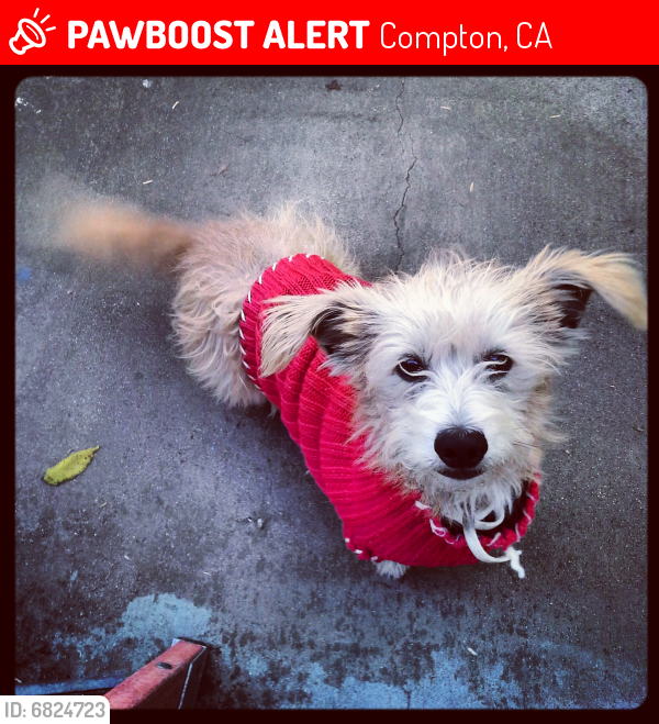Lost Male Dog last seen Compton Blvd & Santa fe, Compton, CA 90221