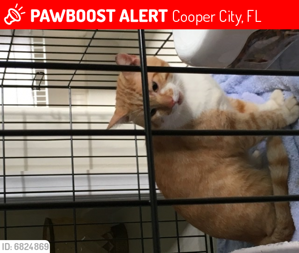 Lost Male Cat last seen East Landing, Cooper City, FL 33328