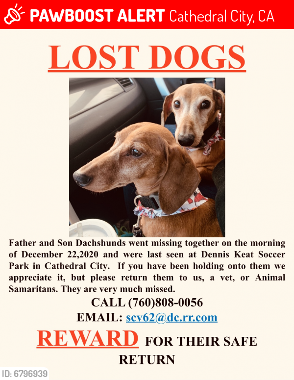Lost Male Dog last seen Dennis Keat Soccer Park Santoro Road and 30th Avenue Cathedral City California, Cathedral City, CA 92234