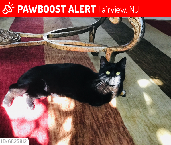 Lost Female Cat last seen Walker & 5th st Fairview , Fairview, NJ 07022