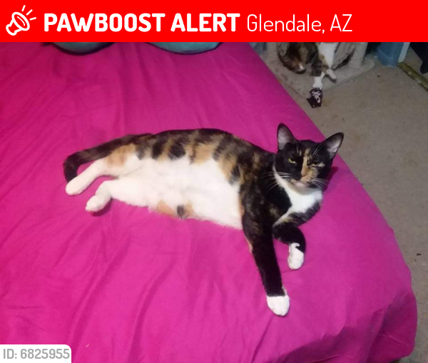 Lost Female Cat last seen Cactus and 51 ave, Glendale, AZ 85304