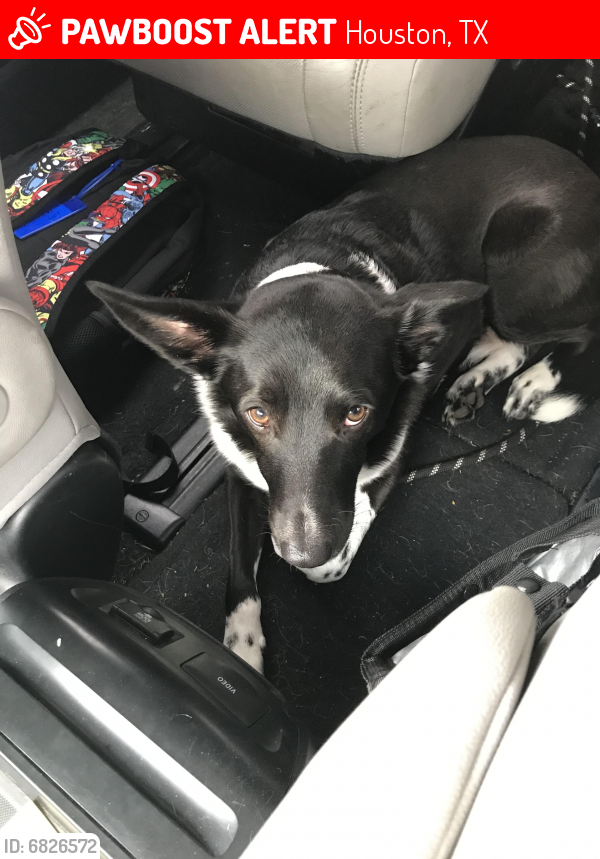 Lost Male Dog last seen Lakewood Forest and Moorcreek dr, Houston, TX 77070