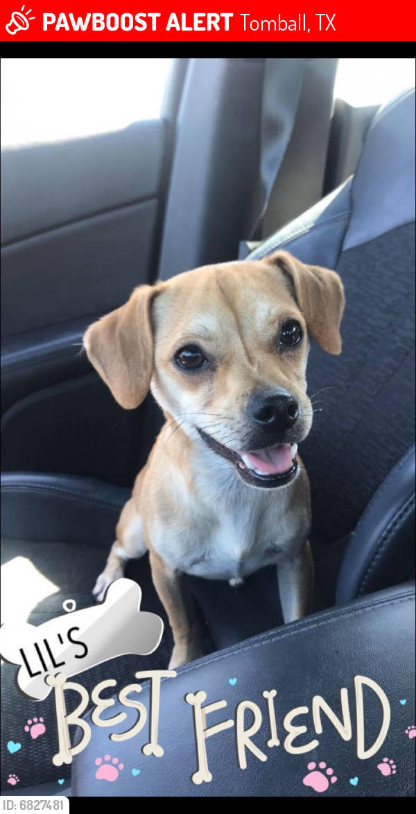 Lost Male Dog last seen Near Wealdstone Dr Tomball Tx, Tomball, TX 77377