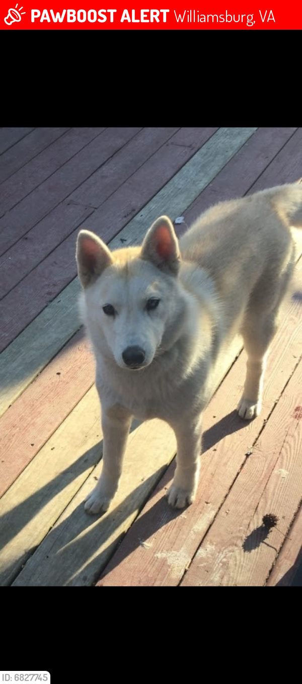 Lost Female Dog last seen Colony rd Newport News, Williamsburg, VA 23185