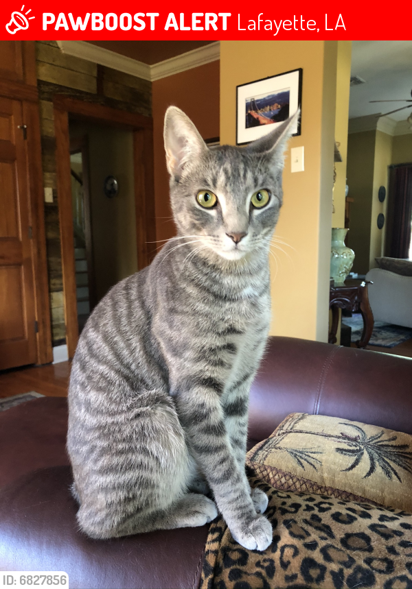 Lost Male Cat last seen St. Mary and Cameron St., Lafayette, LA 70506