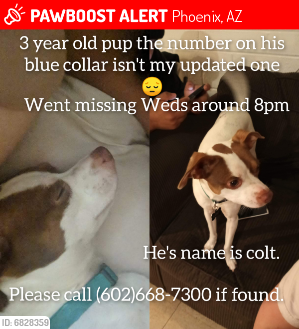 Lost Male Dog last seen Near ave and indian school, Phoenix, AZ 85015