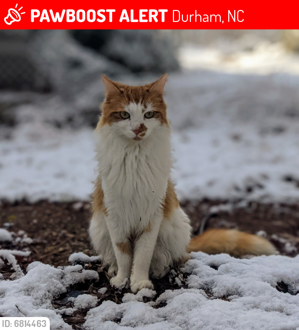Lost Male Cat last seen Calais Drive and Bivins, Durham, NC 27712