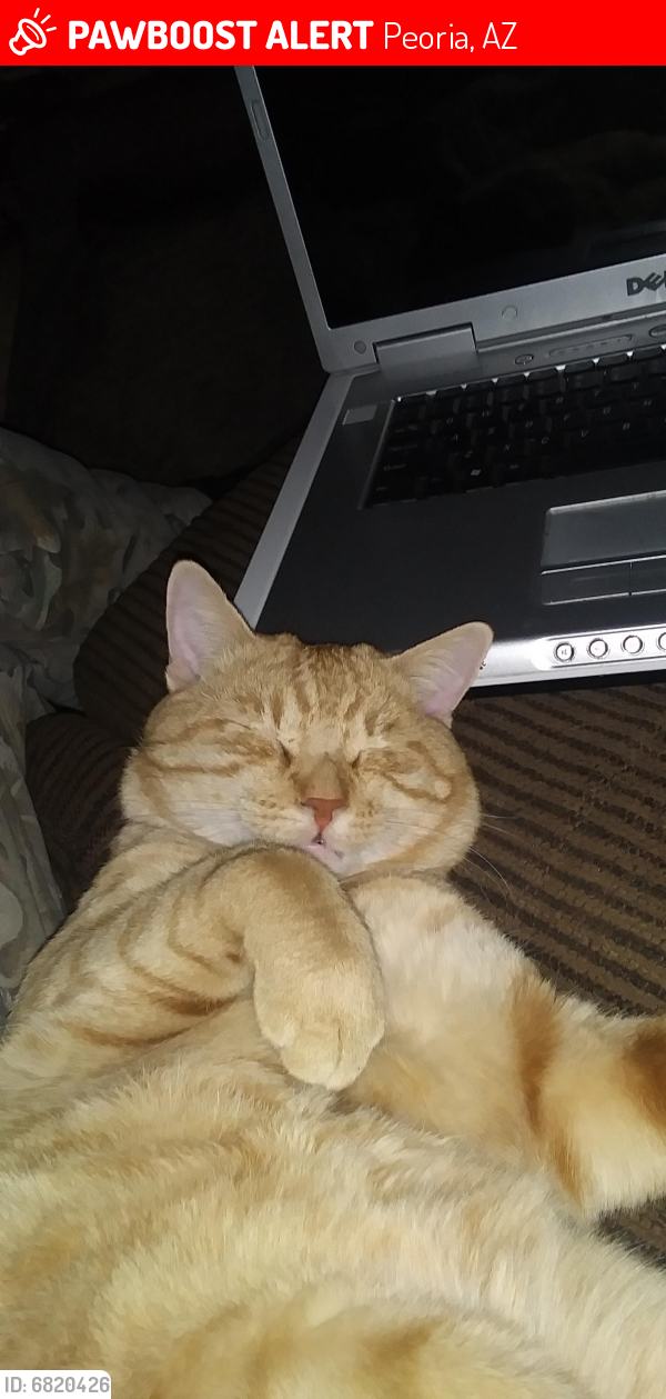 Lost Male Cat last seen 75th and Thunderbird rd, Peoria, AZ 85381