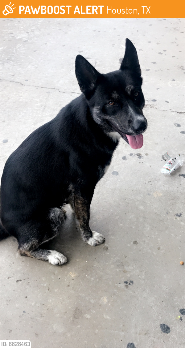 Found/Stray Unknown Dog last seen Aldine high school, Houston, TX 77037