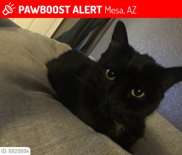 Lost Female Cat last seen Dobson Rd & 8th Ave, Mesa, AZ 85202