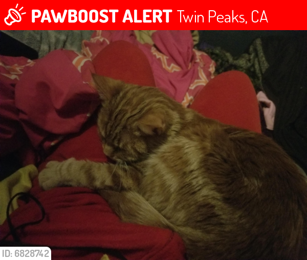 Lost Male Cat last seen Boulder lane and clubhouse , Twin Peaks, CA 92391