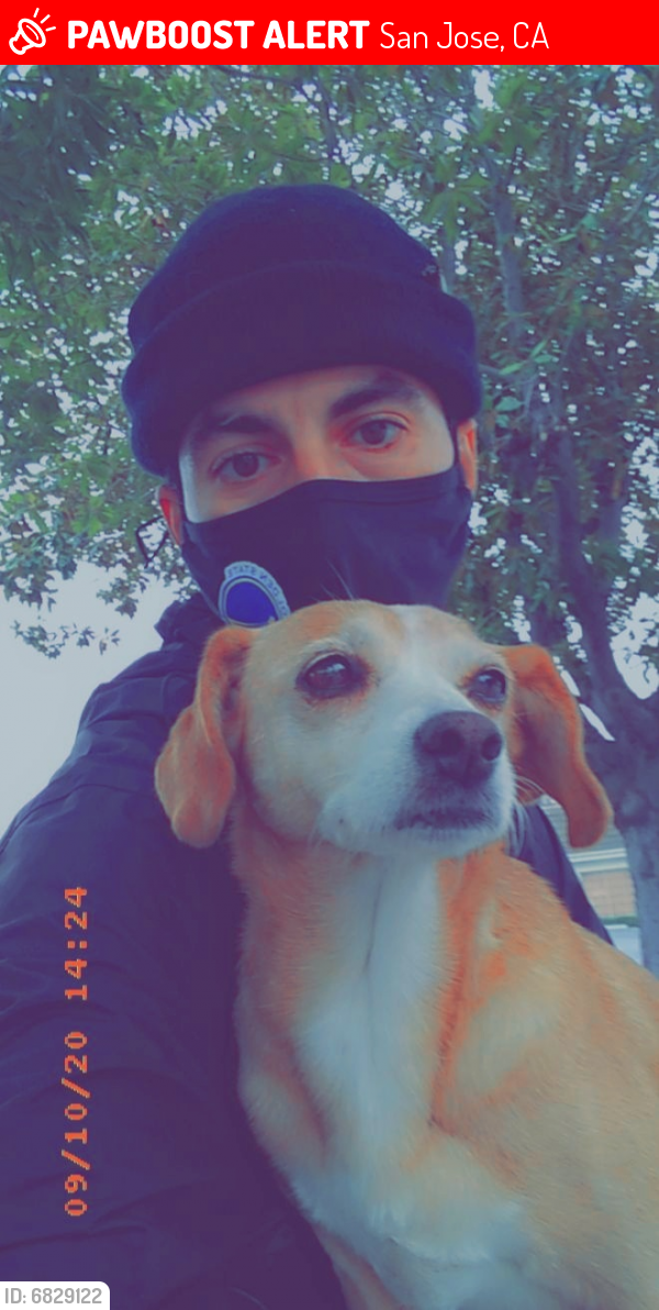 Lost Female Dog last seen Race light rail station/500 Race St, San Jose, CA 95126, San Jose, CA 95126