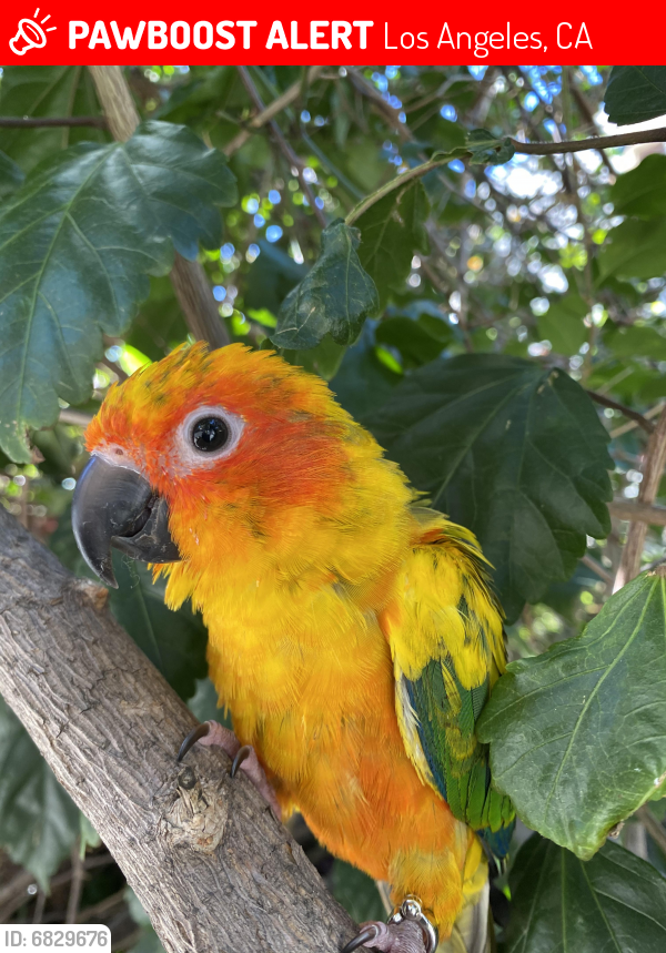 Lost Female Bird last seen Wilshire Blvd and Wellesly Ave in W. LA, Los Angeles, CA 90025