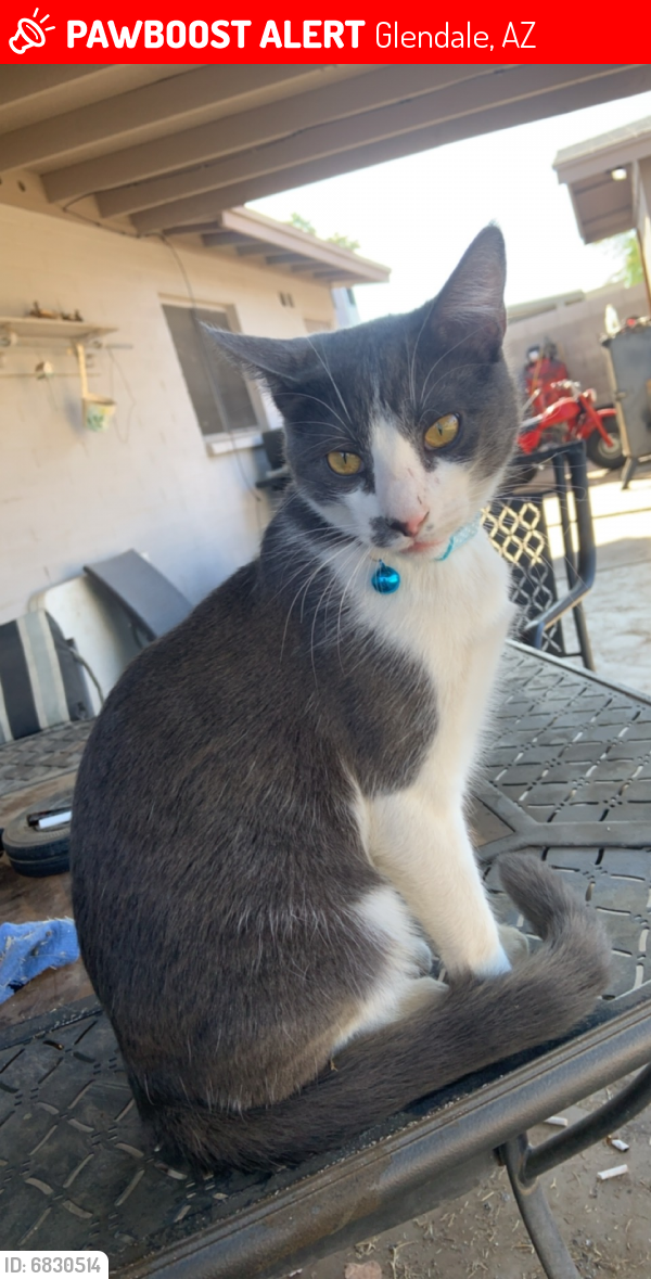 Lost Unknown Cat last seen 47th dr and Columbine , Glendale, AZ 85304