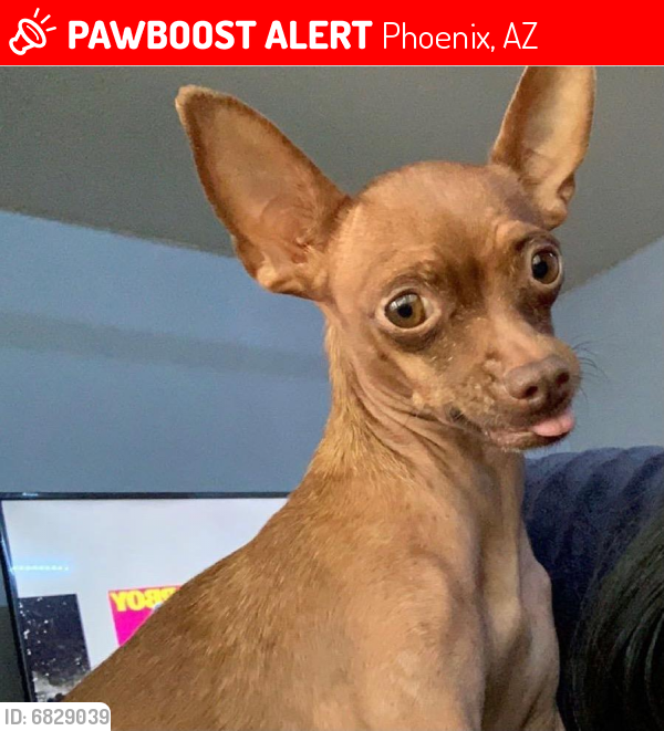 Lost Female Dog last seen Pincbot Ave and 61st ave, Phoenix, AZ 85033