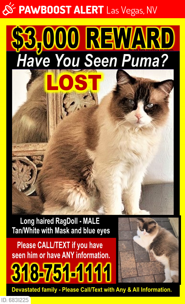 Lost Male Cat last seen Inside Rhodes Ranch near Orchard Course Drive, Las Vegas, NV 89148