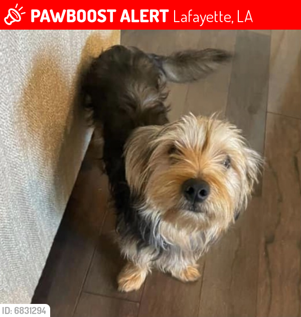 Lost Male Dog last seen Saint Benjamin Drive, Lafayette, LA 70506