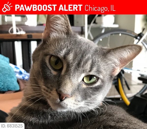 Lost Male Cat last seen Malibu East Condo Building, Chicago, IL 60660