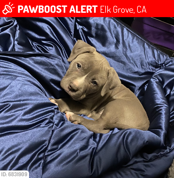 Lost Female Dog last seen Promenade pkwy & Bilby rd, Elk Grove, CA 95757