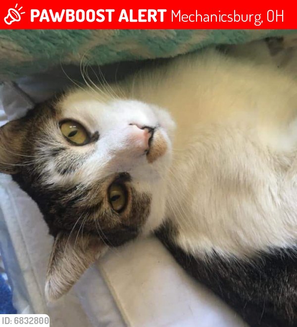 Lost Male Cat last seen Near pleasantview dr, Mechanicsburg, OH 43044