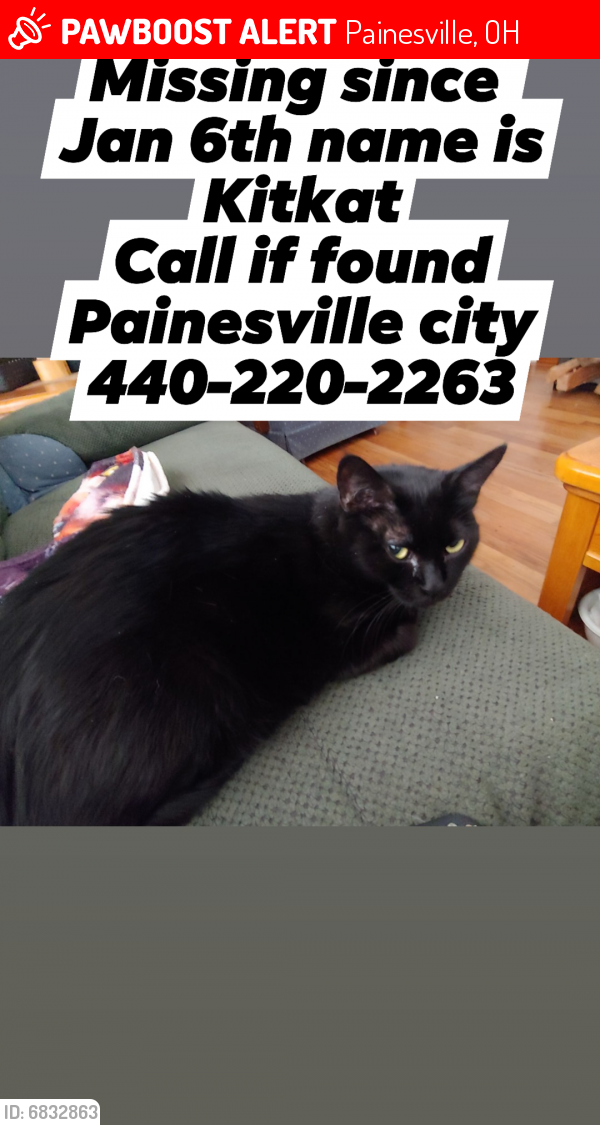 Lost Female Cat last seen Charolett street and cummings, Painesville, OH 44077