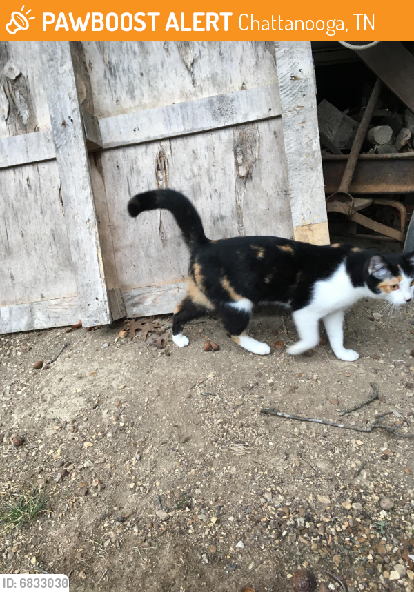 Rehomed Unknown Cat last seen Near Fox Chase in Hixson, Chattanooga, TN 37343