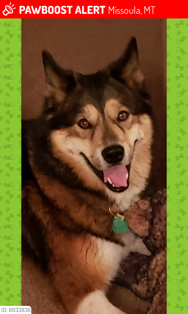 Missoula, MT Lost Female Dog, Tikani Is Missing PawBoost