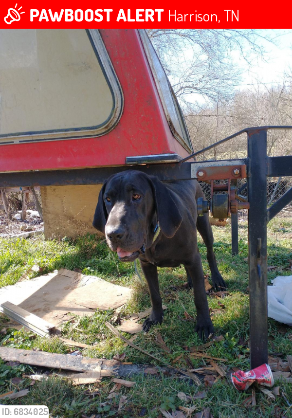 Lost Female Dog last seen Cape Haven, Harrison, TN 37341