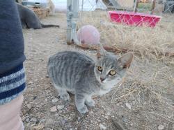 Lost Unknown Cat last seen 30th lane, Pueblo, CO 81006