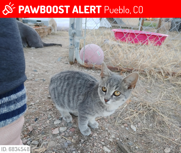 Lost Unknown Cat last seen 30th lane, Pueblo, CO 81006