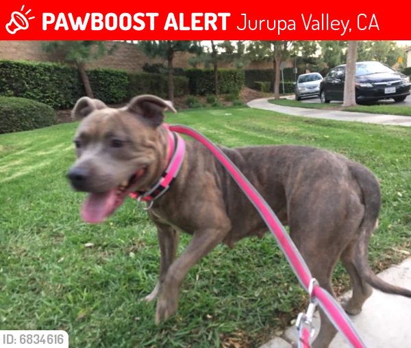 Lost Female Dog in Jurupa Valley, CA 91752 Named Babygirl (ID 6834616