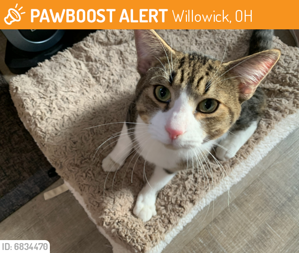 Surrendered Male Cat last seen east 317th street, Willowick, OH 44095