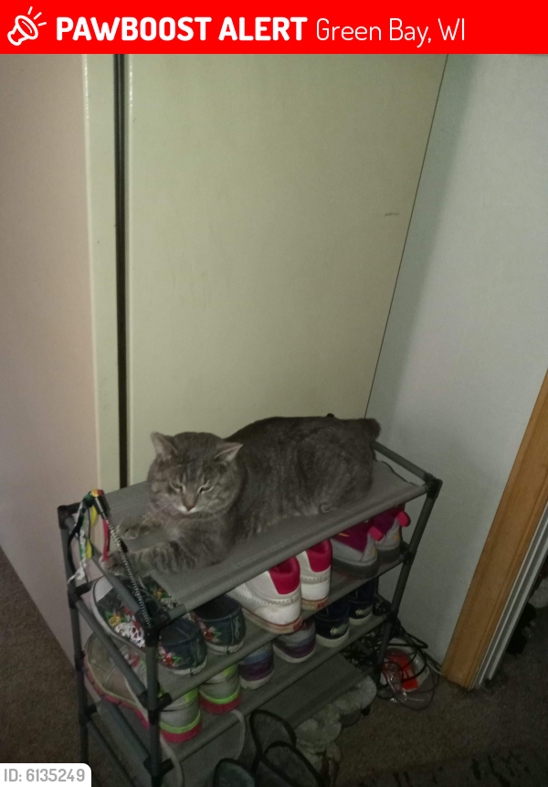 Lost Male Cat last seen By East high school between rosevelt and baird, Green Bay, WI 54301