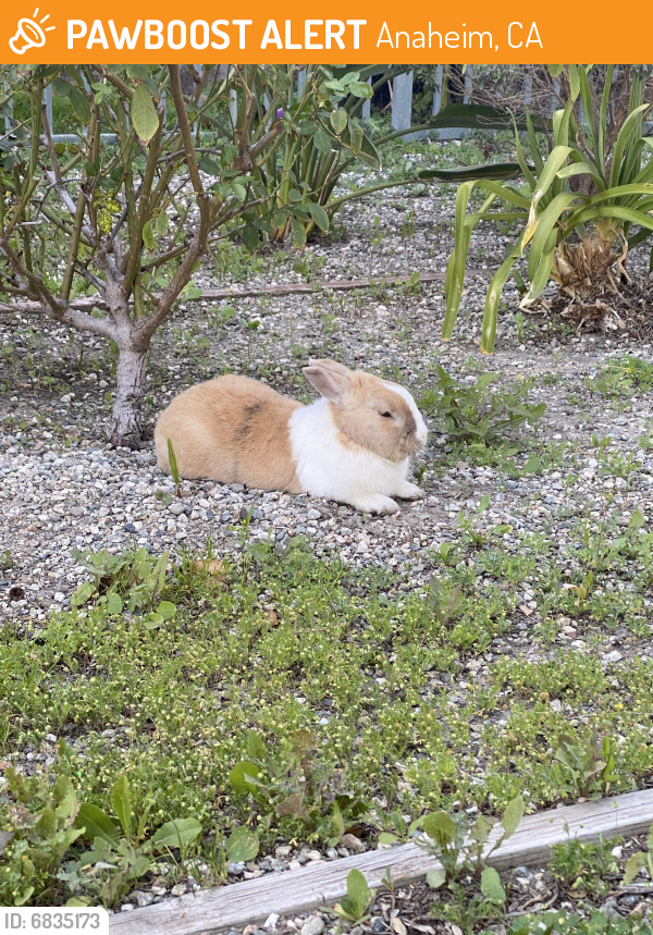 Anaheim, CA Stray Rabbit Found Near Hermosa Village apartments outside