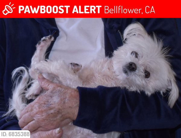Lost Female Dog last seen Hacienda street near Valley Christian elementary , Bellflower, CA 90706