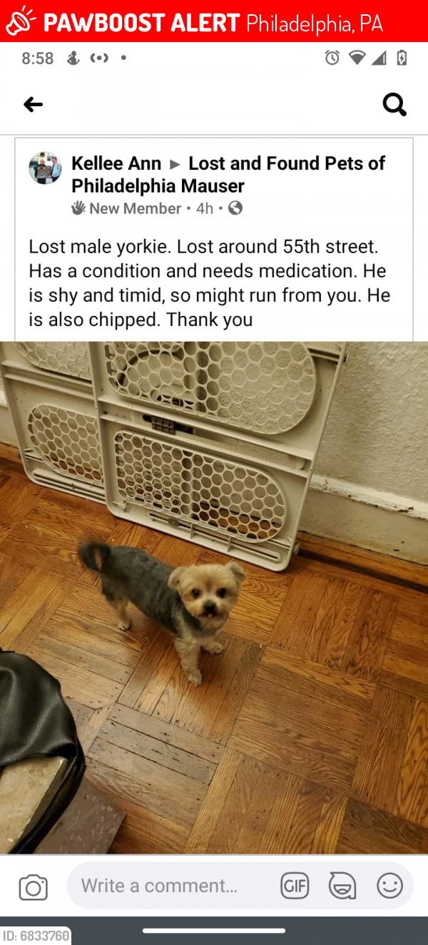 Lost Male Dog last seen 55th and Catherine st, Philadelphia, PA 19143