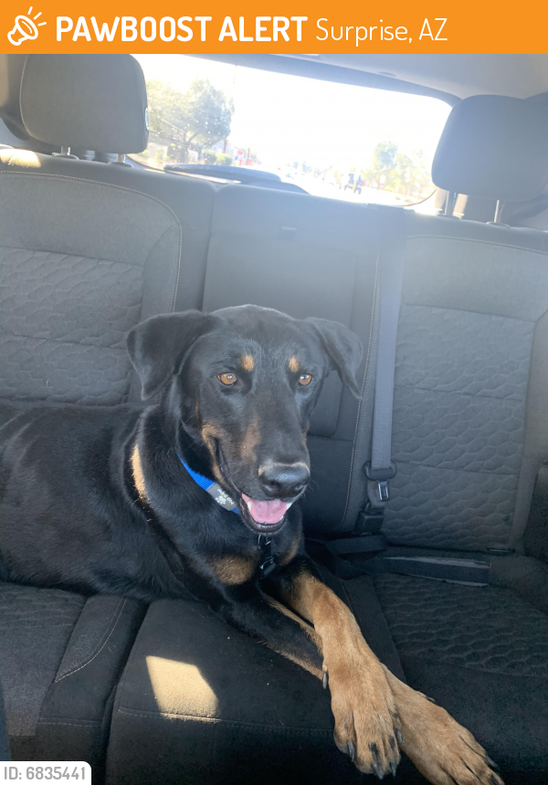 Found/Stray Male Dog last seen Litchfield and waddell, Surprise, AZ 85379