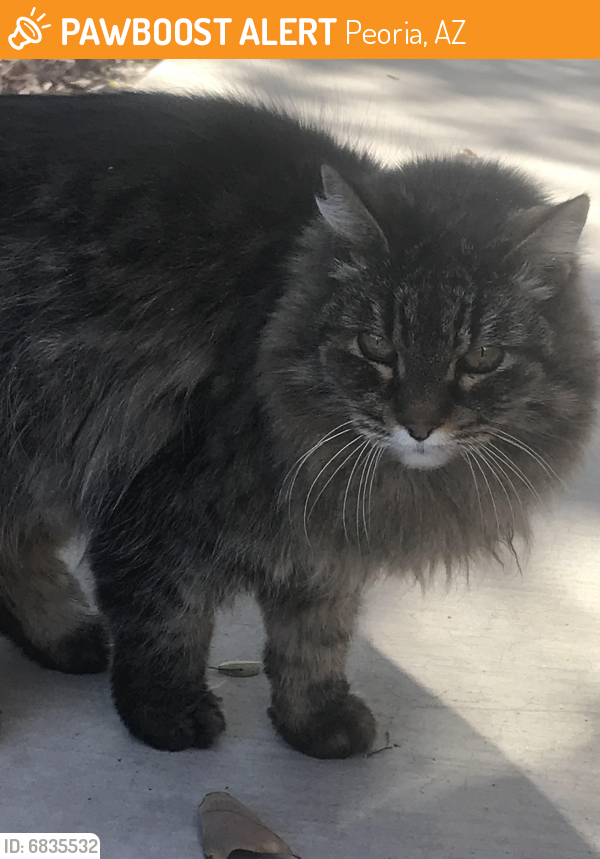Rehomed Unknown Cat last seen 91st Ave and Butler Dr, Peoria, AZ 85345