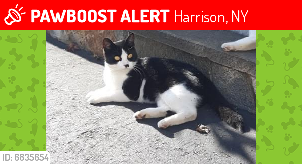 Lost Female Cat last seen Parkview Avenue East, Harrison, NY 10604