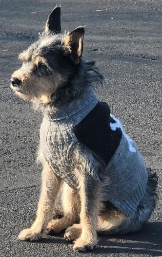 Lost Male Dog last seen California , Modesto, CA 95351
