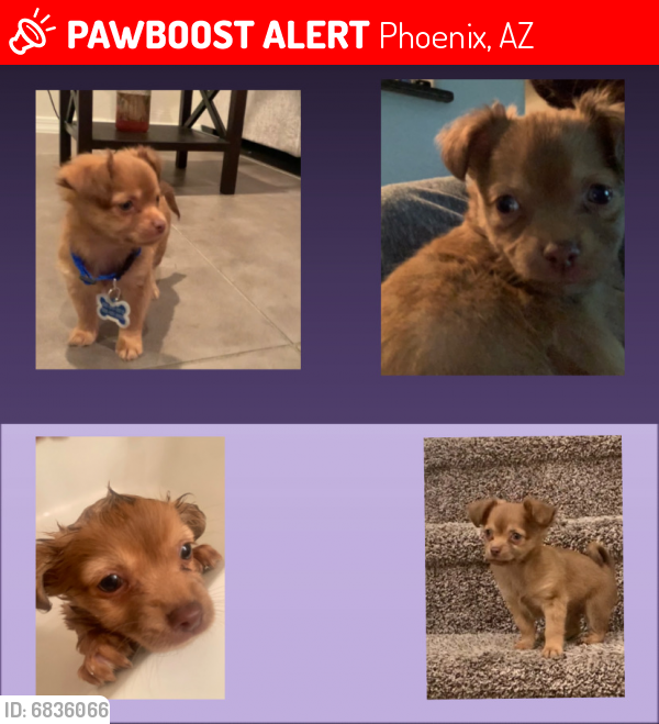 Lost Male Dog last seen Peralta elementary school , Phoenix, AZ 85035