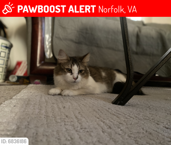 Lost Female Cat last seen Johnstons Road & Denison Ave, Norfolk, VA 23513