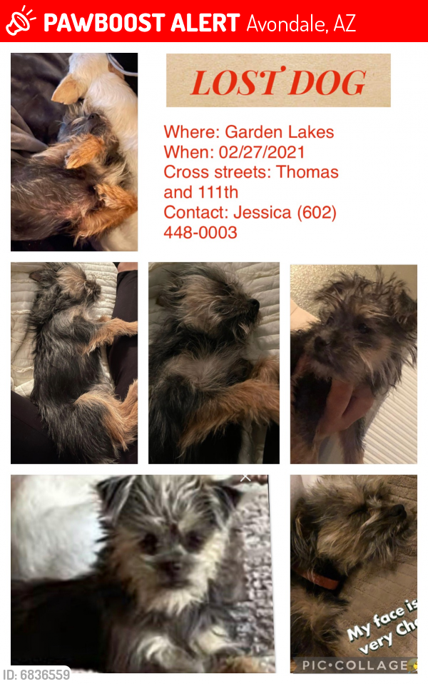 Lost Female Dog last seen 111th and Thomas Rd, Avondale, AZ 85392