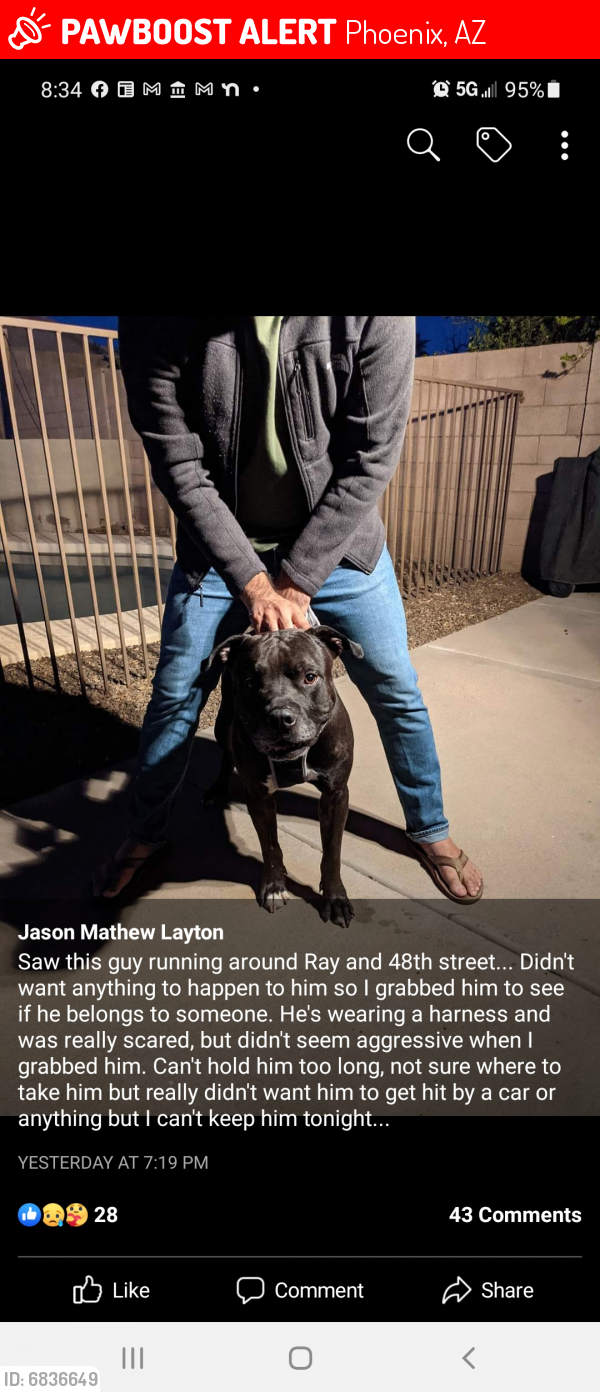 Lost Male Dog last seen 48th street and Ray road , Ahwatukee , Phoenix, AZ 85044