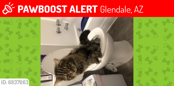 Lost Male Cat last seen Artisan Park Apartment, Glendale, AZ 85302