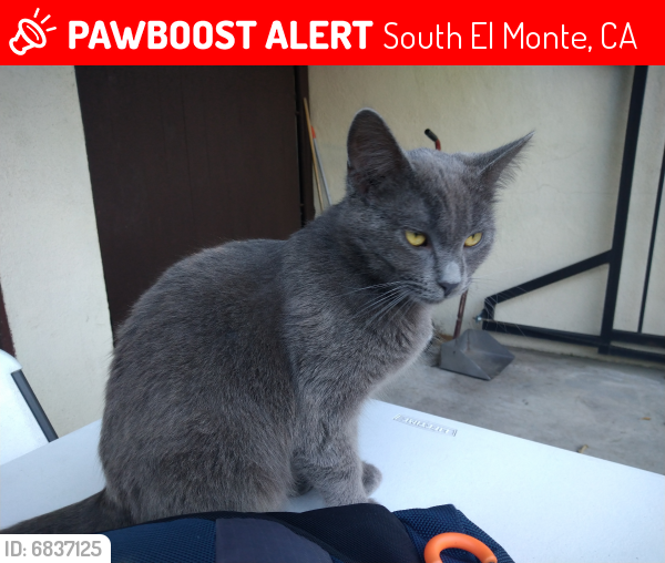 Lost Male Cat last seen Merced Ave & Remer Street, South El Monte, CA 91733