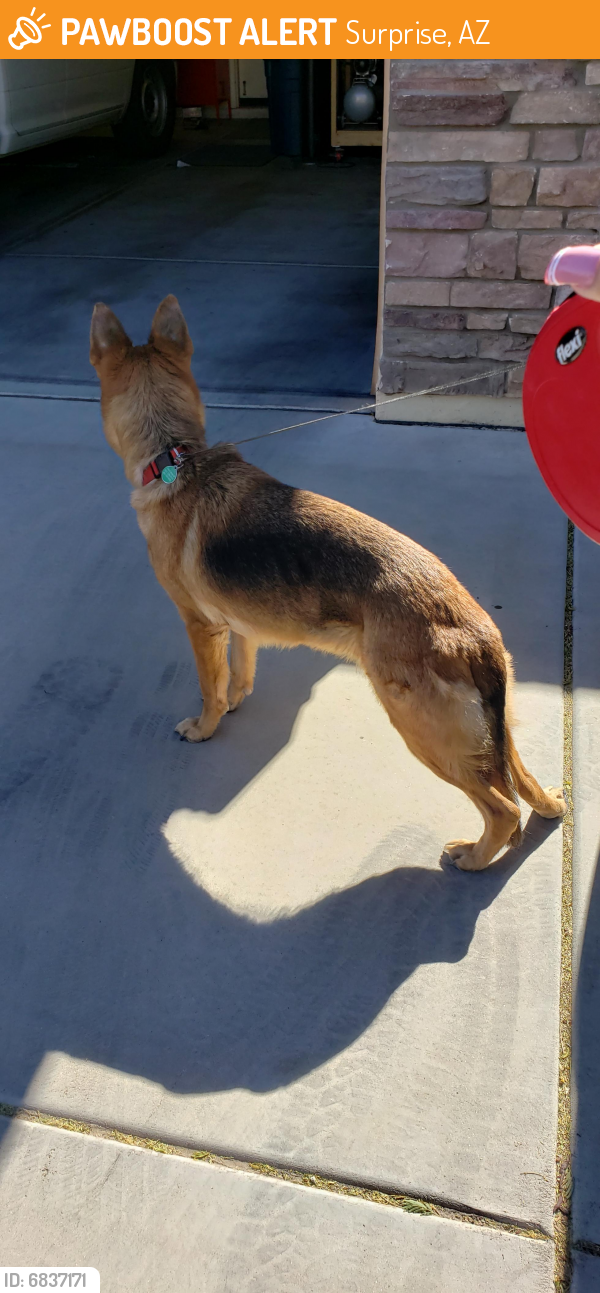 Found/Stray Female Dog last seen 175th and  Paradise, Surprise, AZ 85388