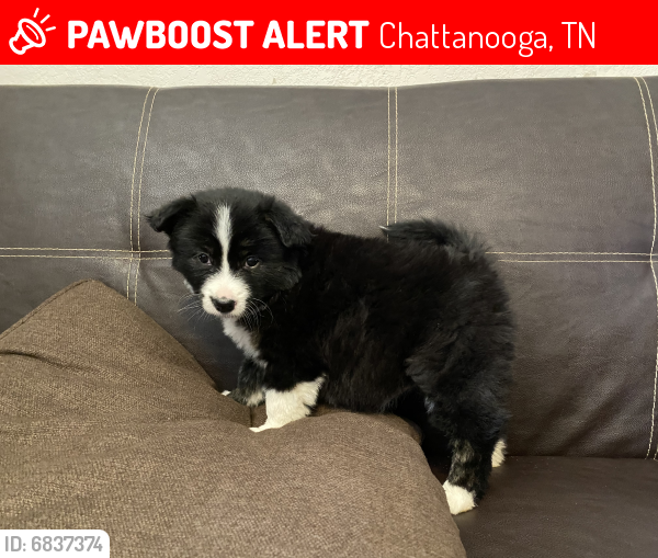 Lost Female Dog last seen Near east 27 street Chattanooga TN, Chattanooga, TN 37407