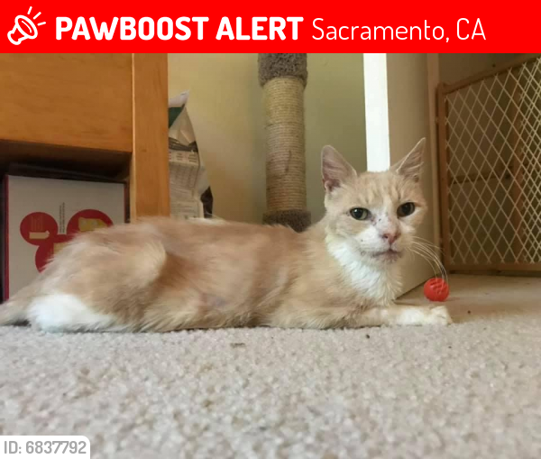 Lost Male Cat last seen Dorine Way / El Camino (South Natomas$, Sacramento, CA 95833