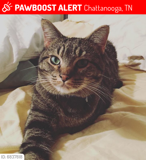 Lost Male Cat last seen Near Boylston street , Chattanooga, TN 37405